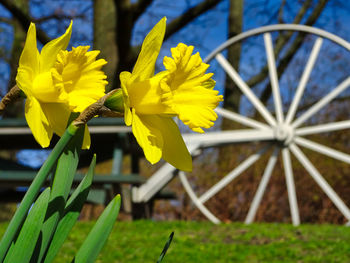 Close-up of yellow flowering plant on field