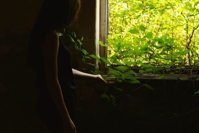 Close-up of plant against window