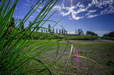 Scenic view of grassy field against sky