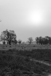 Bare trees on grassy field against clear sky in foggy weather