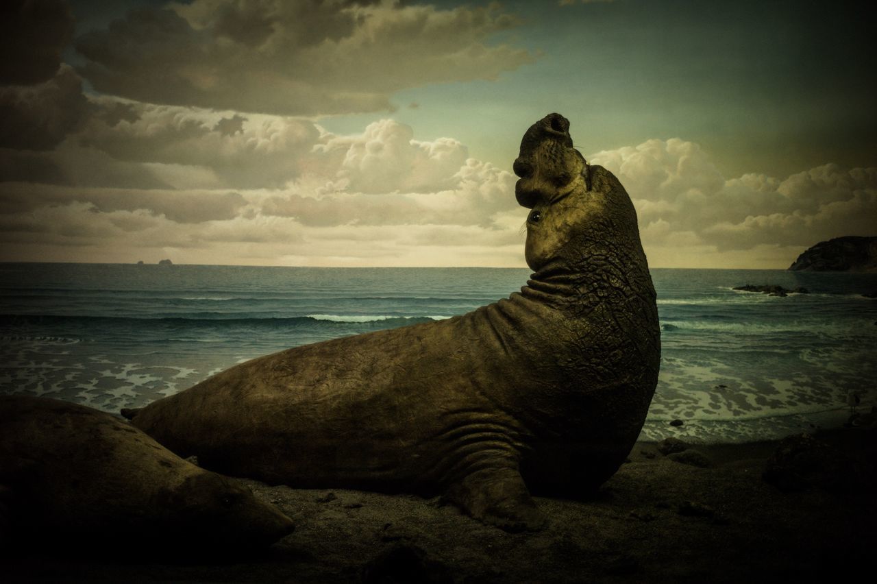 sea, sky, horizon over water, beach, horizon, water, land, cloud - sky, one animal, beauty in nature, nature, scenics - nature, no people, animal, mammal, day, animal themes, tranquility, tranquil scene