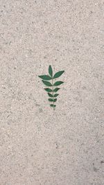 High angle view of leaf on plant