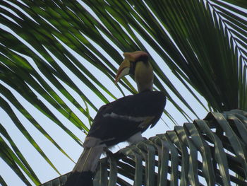 Low angle view of bird perching on tree