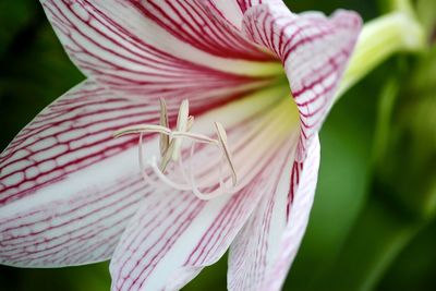 Close-up of pink lily
