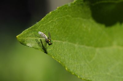 Close-up of insect on leaf