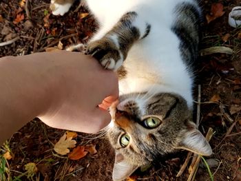 Close-up of kitten playing with human hand
