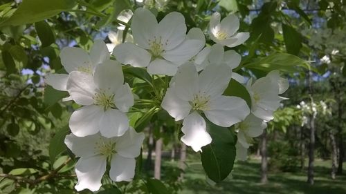 Close-up of white flowers