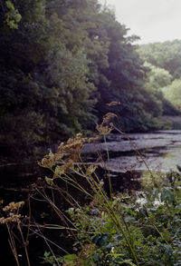 Close-up of plants growing on land