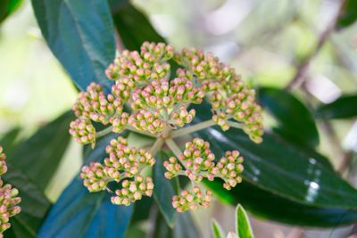 Close-up of flower bud