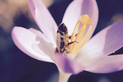 Close-up of flower blooming outdoors