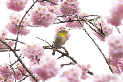 Cherry blossoms in spring