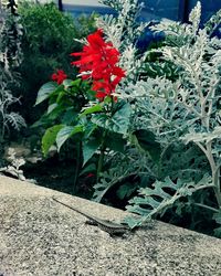 Close-up of red flowers