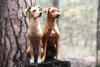 Portrait of two dogs