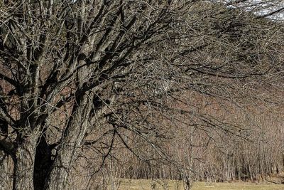 Bare trees against sky