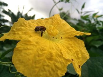 Close-up of yellow flower