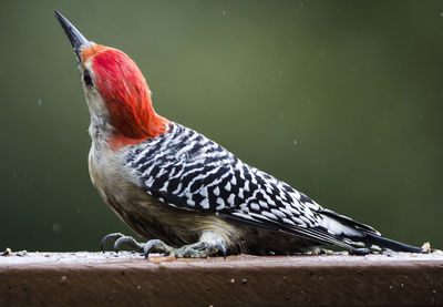 Close-up of bird perching on a lake