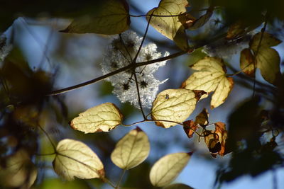 Close-up of dried leaves on plant