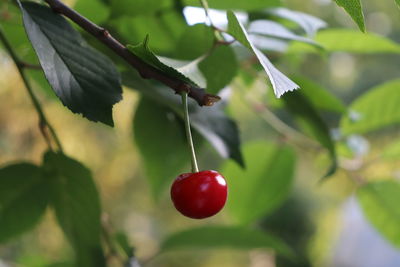 Close-up of red berries on tree