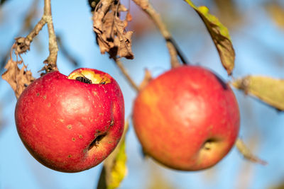 Close-up of apples on tree