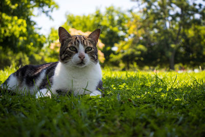 Cat looking away on field