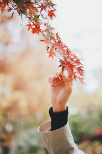 Close-up of person holding autumn leaves