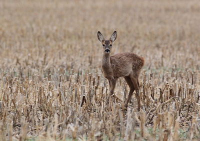 Portrait of deer standing on field