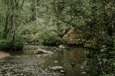 View of river in forest