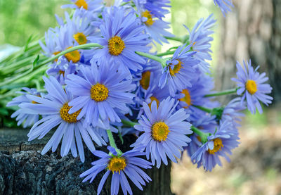 Summer bouquet of wildflowers from purple daisies
