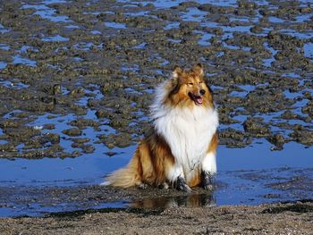 Dog on field by water