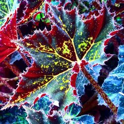 Close-up of frozen maple leaf during autumn