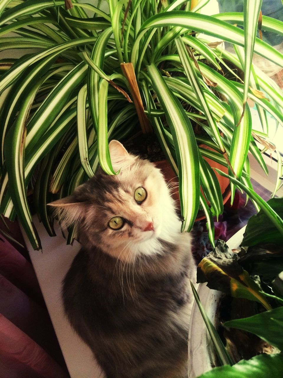 domestic cat, cat, pets, animal themes, mammal, one animal, domestic animals, feline, whisker, plant, leaf, looking at camera, portrait, growth, green color, potted plant, close-up, front or back yard, sitting, no people