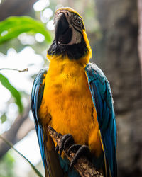 Close-up of parrot