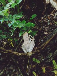 High angle view of dead plant on land