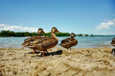Ducks on sunny beach
