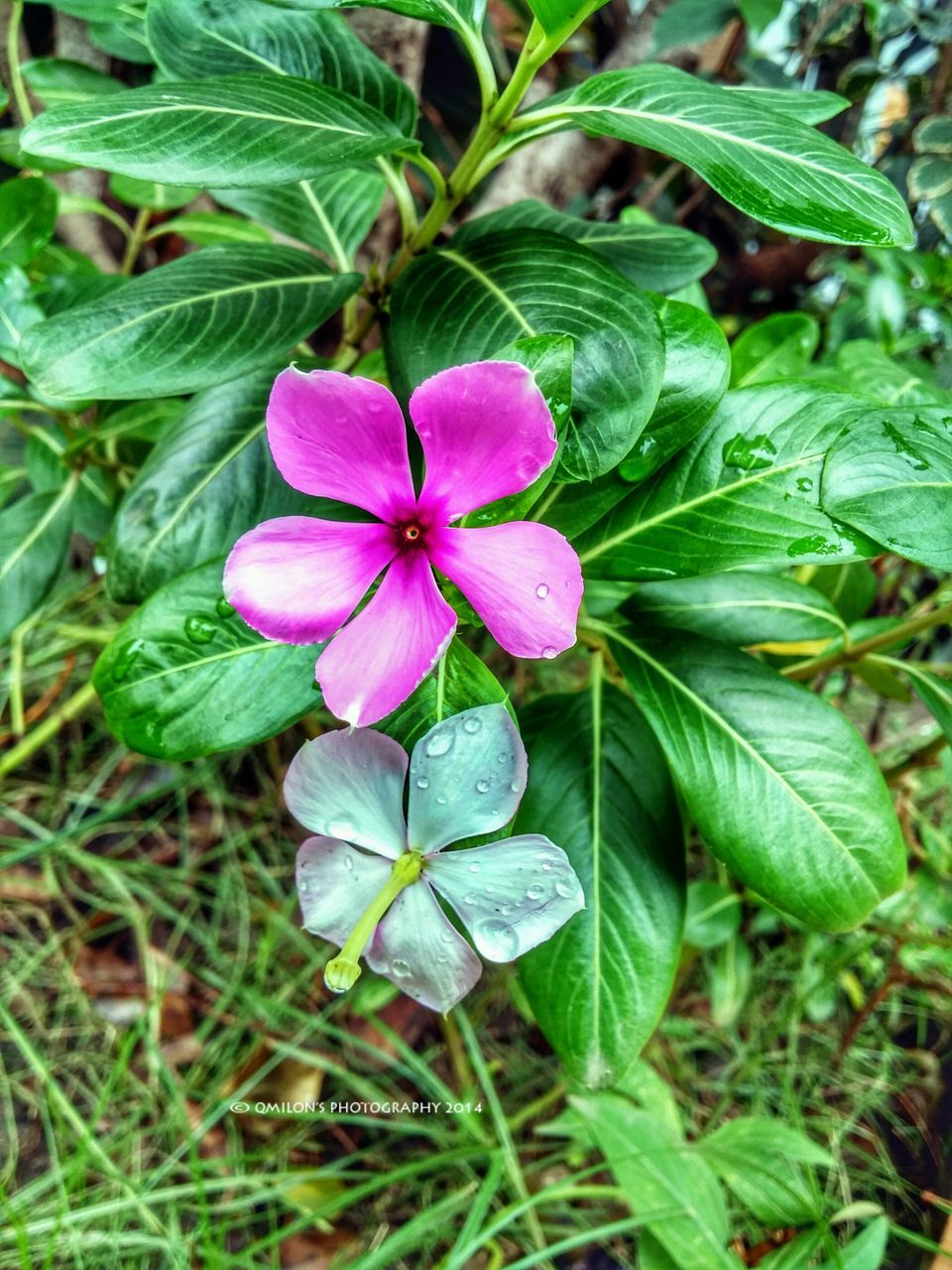 flower, freshness, growth, petal, fragility, leaf, flower head, beauty in nature, plant, blooming, nature, purple, close-up, green color, high angle view, pink color, focus on foreground, in bloom, day, single flower