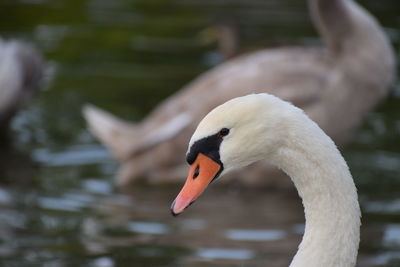Portraint of a swan on lake ontario, at humber bay in etobicoke, near toronto, ontario, canada.