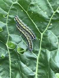 Close-up of insect on leaf