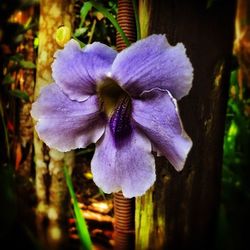 Close-up of purple flowers blooming