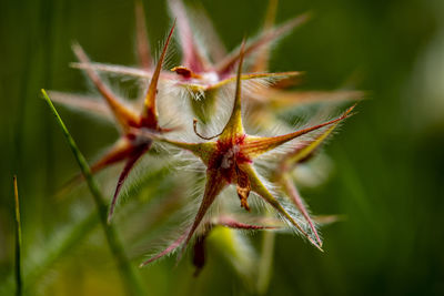 Close-up of insect on flower