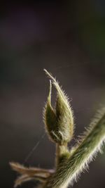 Close-up of plant against blurred background