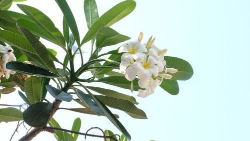 Low angle view of frangipani blooming on tree against sky