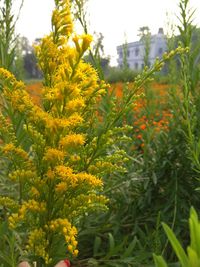 Close-up of yellow flowering plants