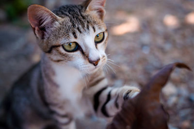 Close-up portrait of a cat