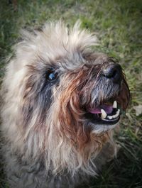 Close-up portrait of dog sticking out tongue