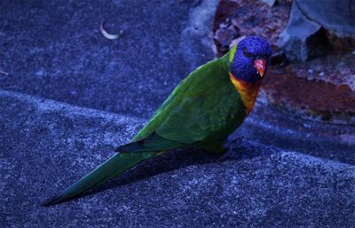 Close-up of parrot perching on leaf