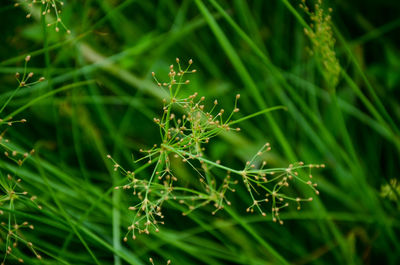 Close-up of fresh green grass