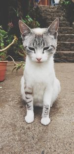 Close-up of cat sitting outdoors