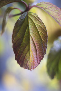 Close-up of plant leaves during autumn