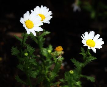 Close-up of white daisy flower