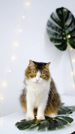 Portrait of cat sitting on illuminated lamp